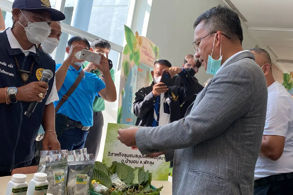 สมศักดิ์ชิมไอศกรีมใบกระท่อมกินใบสดรูดก้านแดง