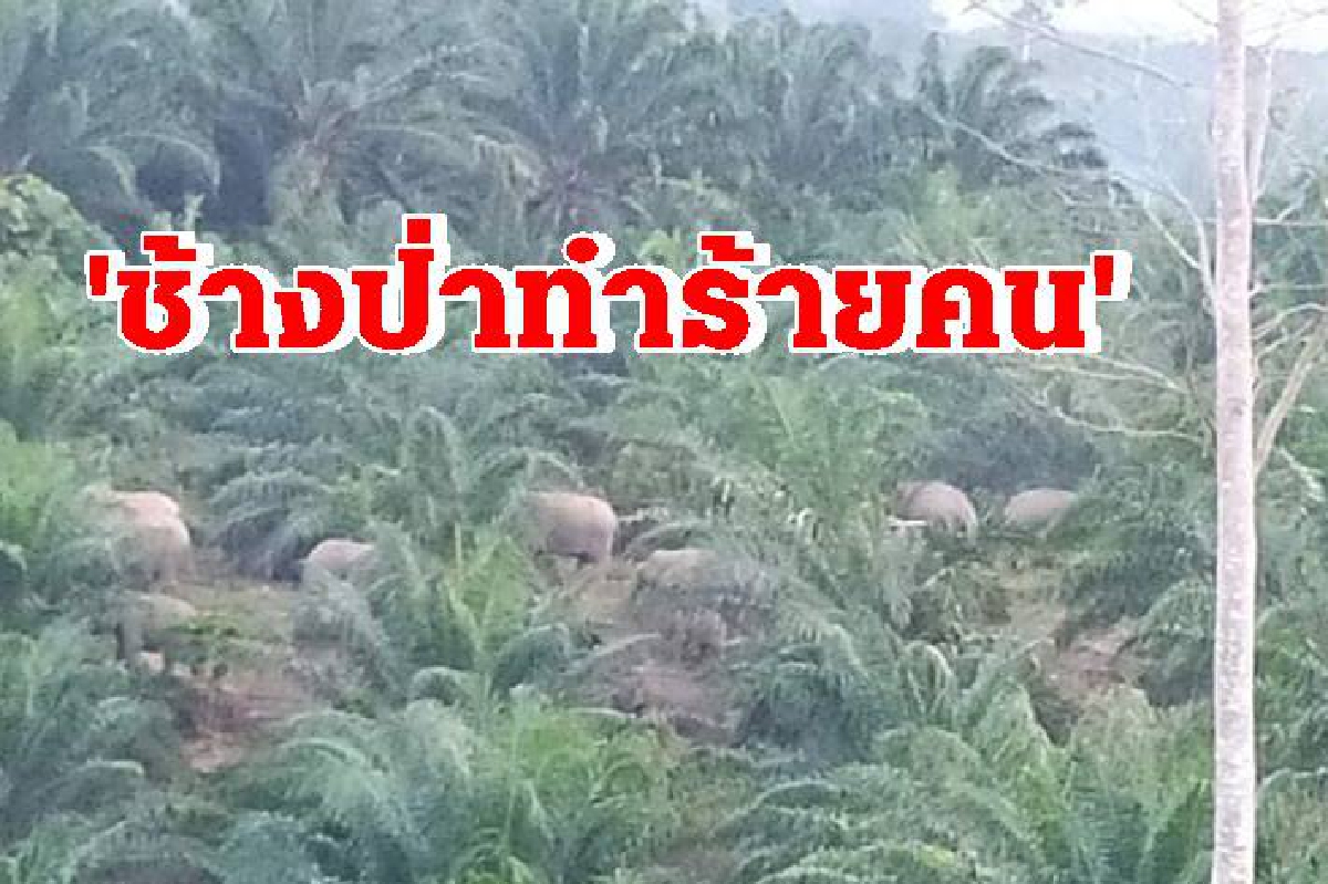 โขลงช้างป่าท่าชนะบุกสวนปาล์ม ทำร้ายชาวบ้านซี่โครงหัก โขลงช้างป่าท่าชนะบุกสวนปาล์ม ทำร้ายชาวบ้านซี่โครงหัก