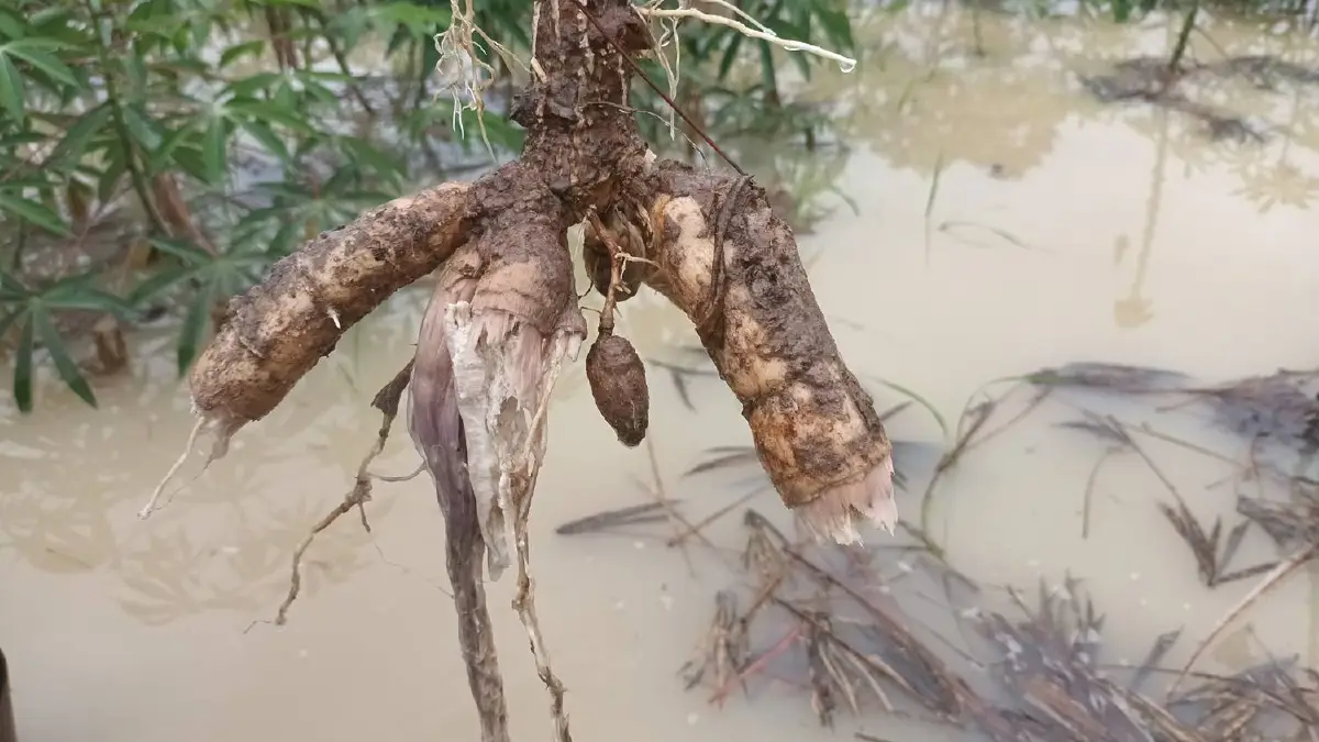 เกษตรกรเศร้าฝนหลงฤดูถล่มน้ำท่วมไร่"มันนา"เสียหายหลายพื้นที่
