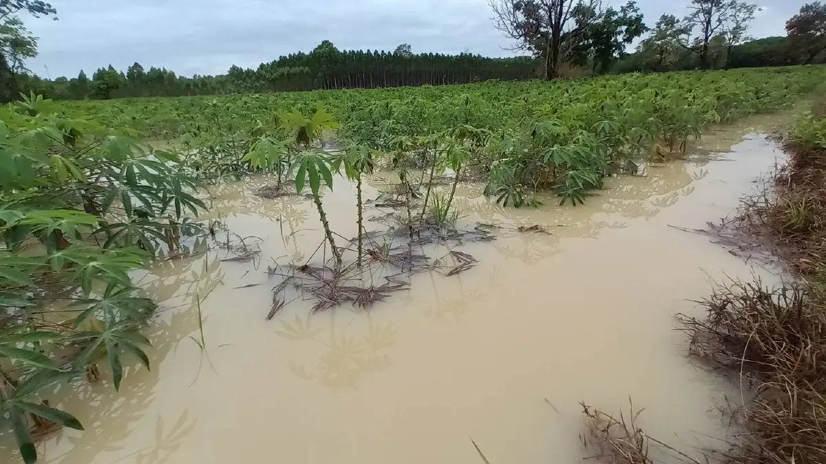 เกษตรกรเศร้าฝนหลงฤดูถล่มน้ำท่วมไร่"มันนา"เสียหายหลายพื้นที่
