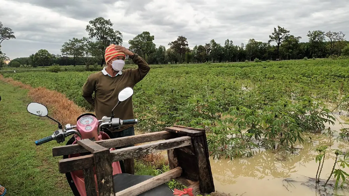 เกษตรกรเศร้าฝนหลงฤดูถล่มน้ำท่วมไร่"มันนา"เสียหายหลายพื้นที่