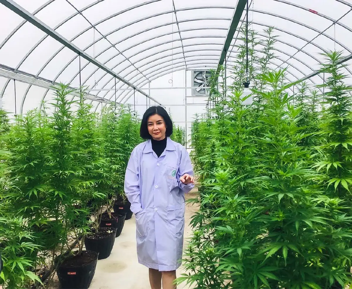 เที่ยวสนุก เสริมสมอง ท่องตะลุยไร่กัญชา @เลเจนด์ สยาม พัทยา 