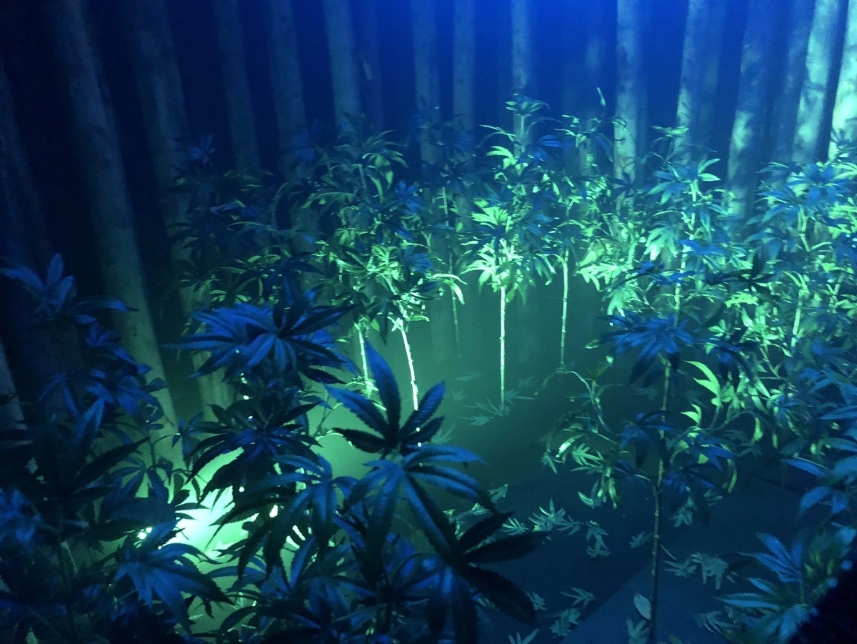 เที่ยวสนุก เสริมสมอง ท่องตะลุยไร่กัญชา @เลเจนด์ สยาม พัทยา 