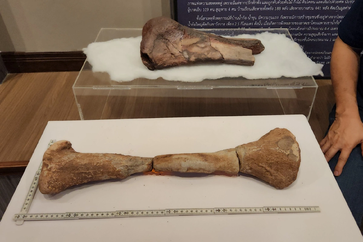 พบฟอสซิลดึกดำบรรพ์กระดูกน่องไดโนเสาร์อายุราว 210 ล้านปี