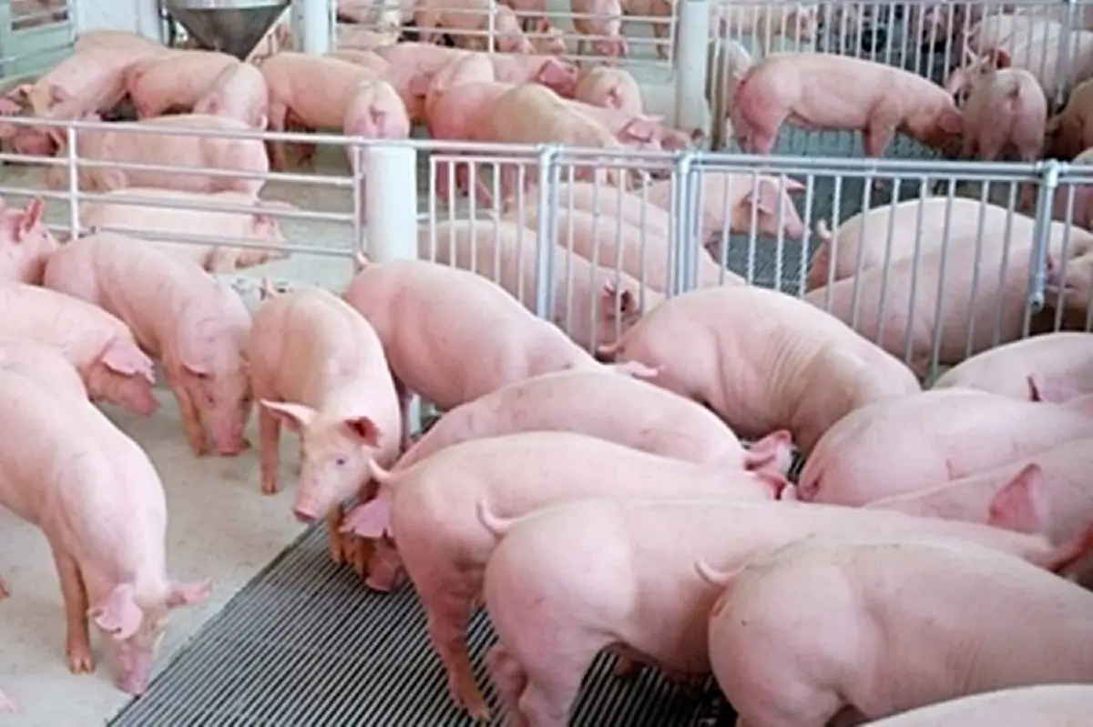 คนเลี้ยงหมูโอดอากาศแปรปรวนเกษตรกรแย่ต้นทุนพุ่ง