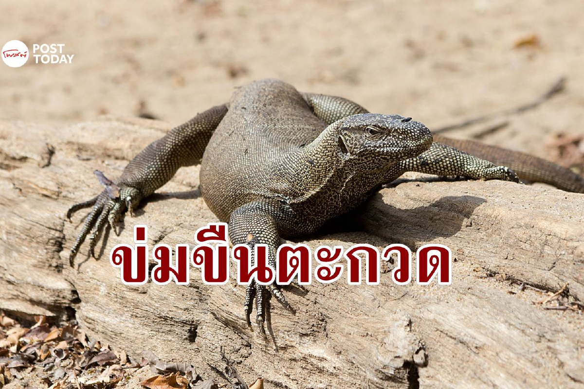 อินเดียเร่งดำเนินคดีแก๊งชายหื่น 'รุมโทรมตะกวด' ในเขตอนุรักษ์ อินเดียเร่งดำเนินคดีแก๊งชายหื่น 'รุมโทรมตะกวด' ในเขตอนุรักษ์