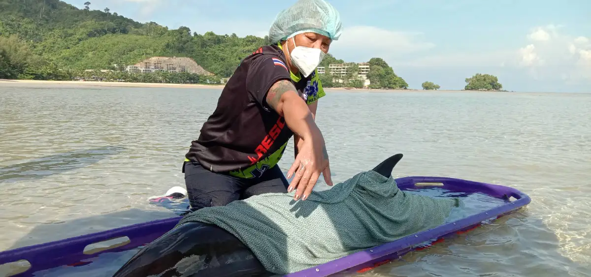 พบโลมาเกยตื้นถูกอวนบาดเจ็บหลายจุดหน้าหาดในยาง 