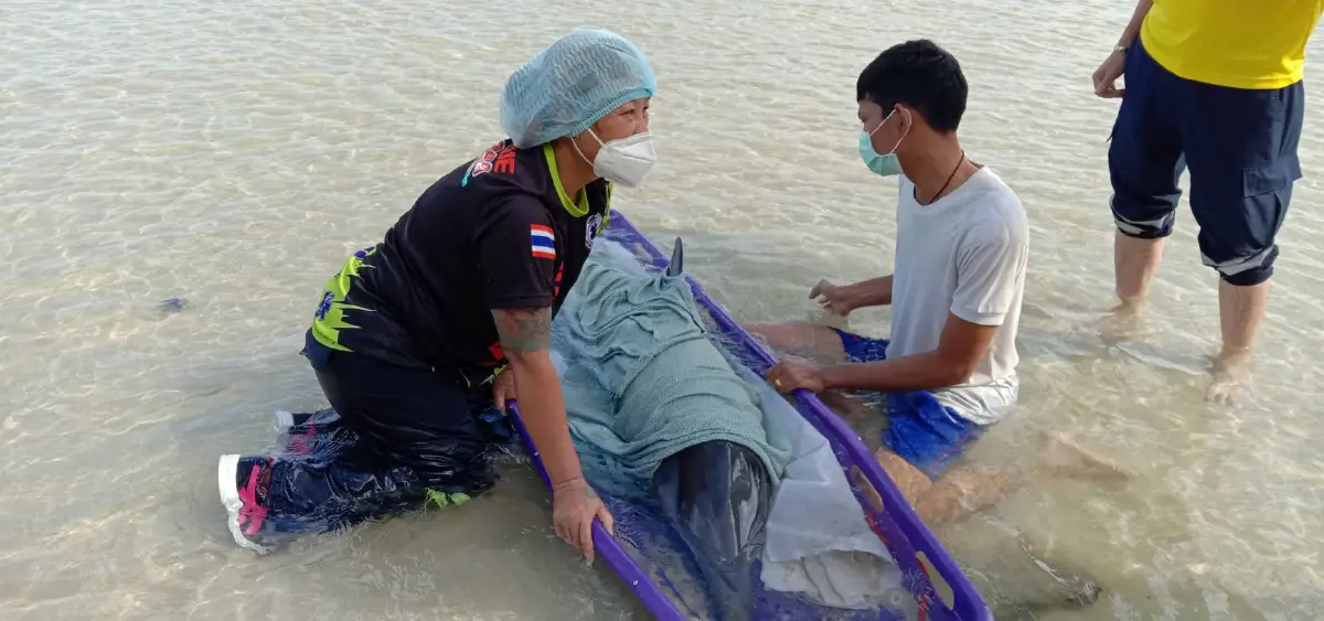 พบโลมาเกยตื้นถูกอวนบาดเจ็บหลายจุดหน้าหาดในยาง 