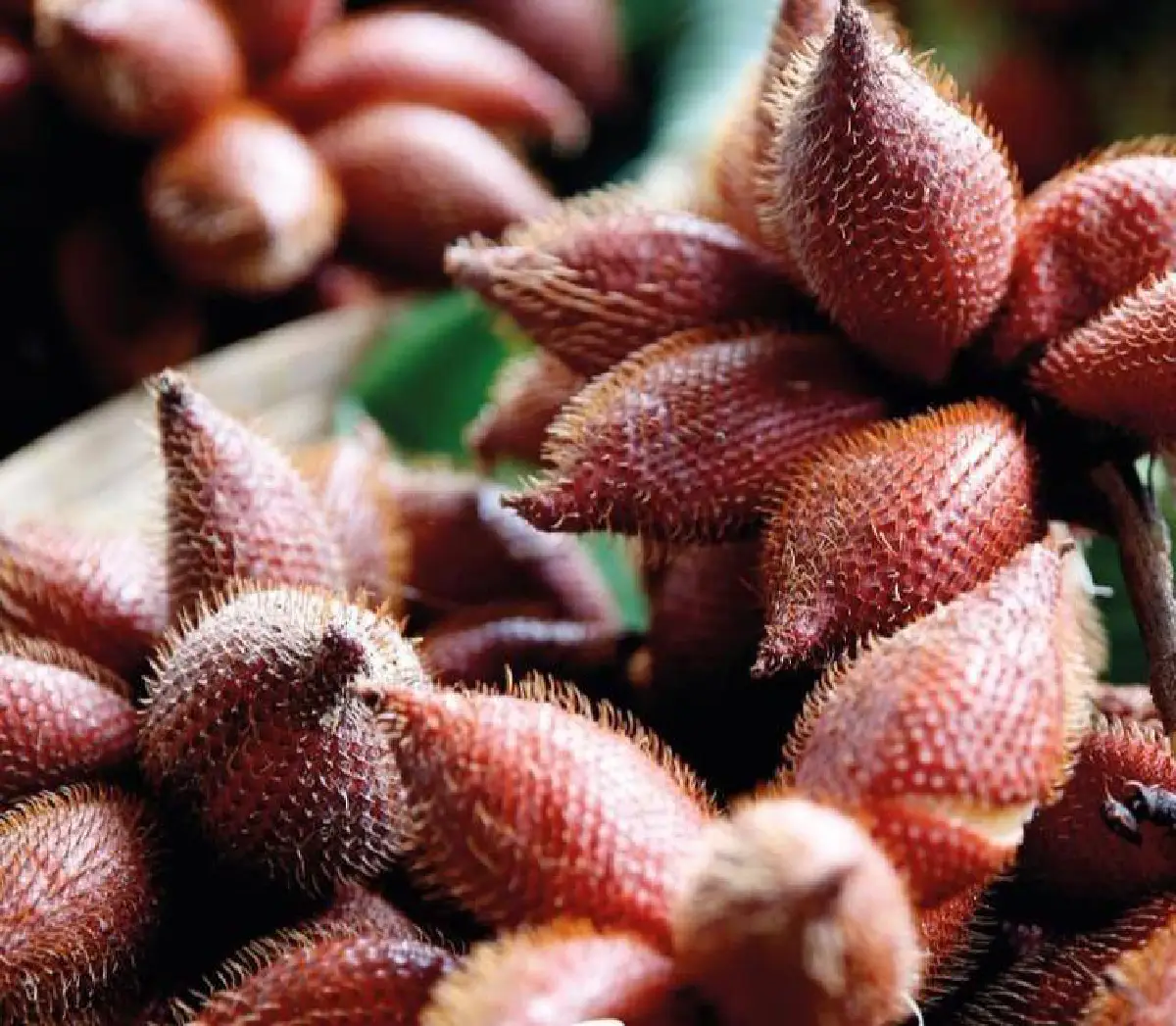 “เทศกาลผลไม้เมืองจันท์สู่เมืองกรุง” ยกขบวนของดีผลไม้พรีเมียมจากจันทบุรีให้คนกรุงฯ ได้ลิ้มลอง