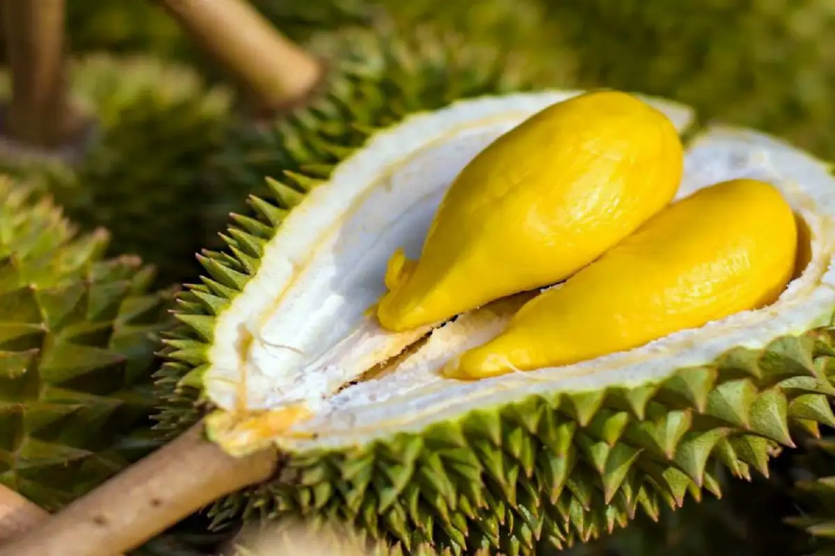 “เทศกาลผลไม้เมืองจันท์สู่เมืองกรุง” ยกขบวนของดีผลไม้พรีเมียมจากจันทบุรีให้คนกรุงฯ ได้ลิ้มลอง