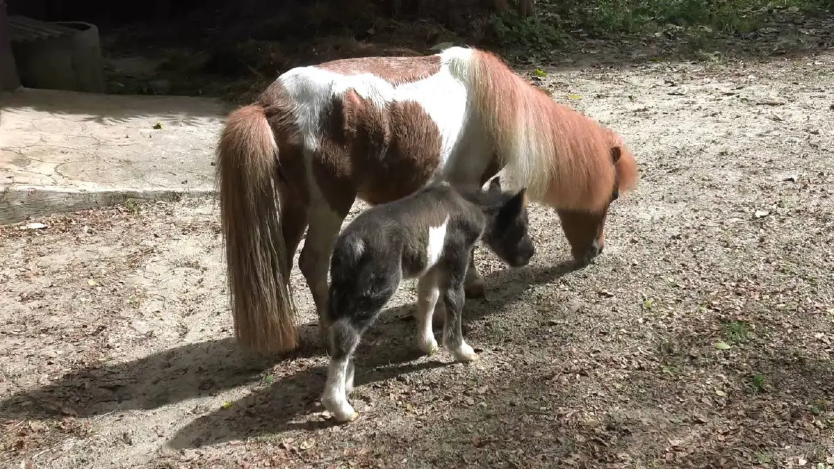 เฮ!ม้าแคระเชทแลนด์คลอดลูกน้อยให้สวนสัตว์สงขลา