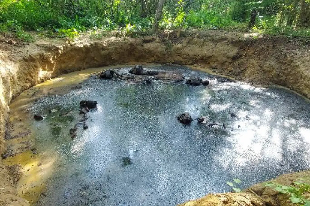 จนท.ขนปูนขาว 400 กก.โรยซาก 5 ช้างป่า หลังตกหลุมยุบ