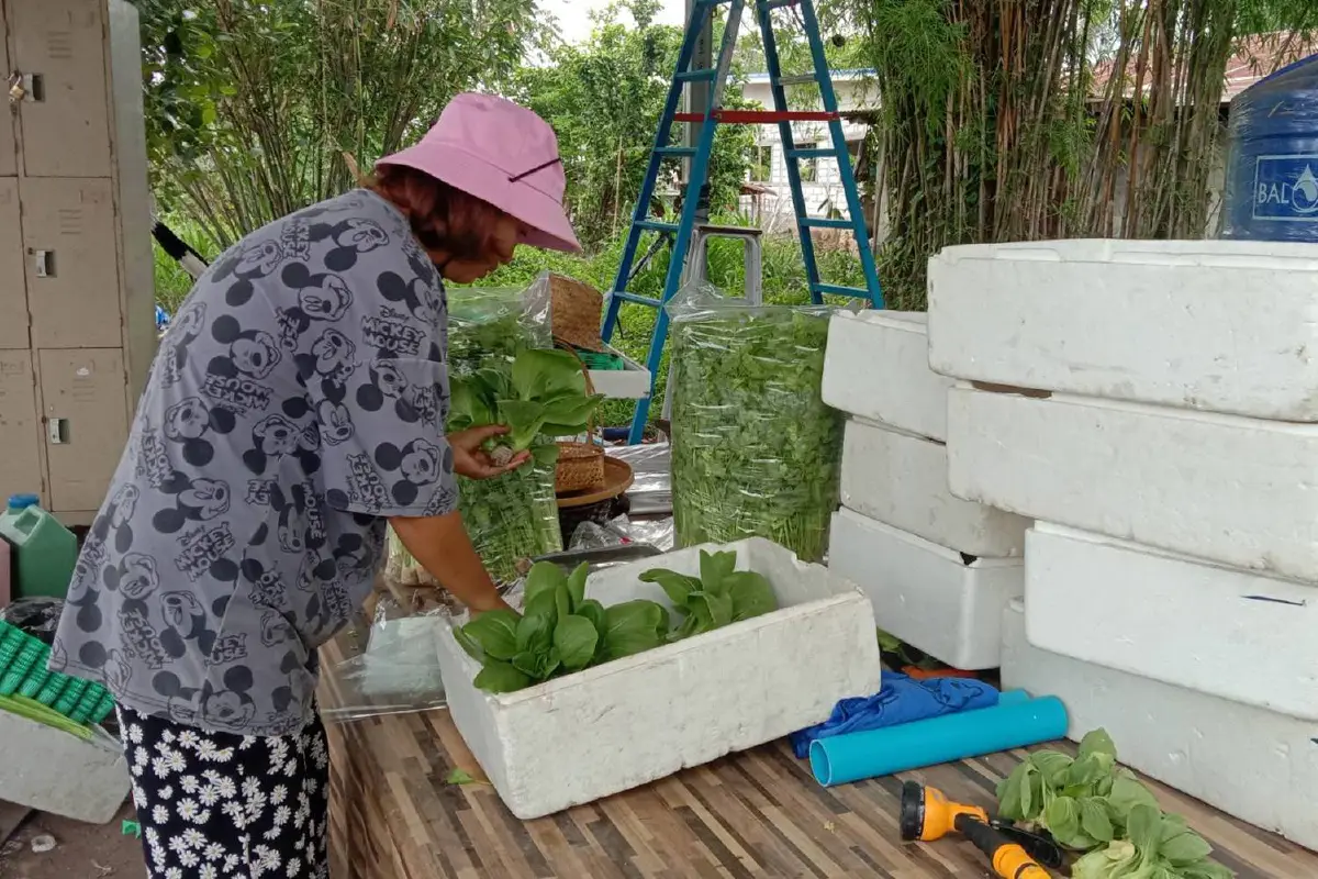 แม่ค้าส้มตำผันตัวเอง ปลูกผักไฮโดรโปนิกส์ขาย สร้างเงินแสนบาท