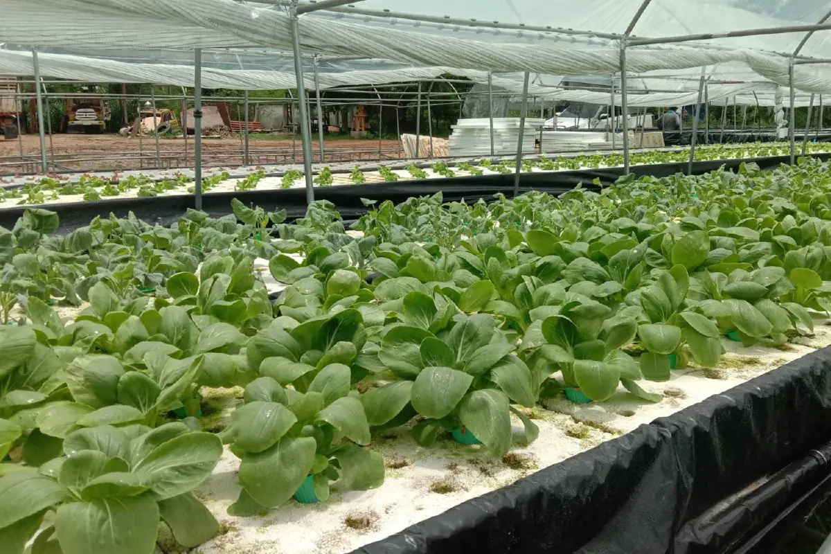 แม่ค้าส้มตำผันตัวเอง ปลูกผักไฮโดรโปนิกส์ขาย สร้างเงินแสนบาท