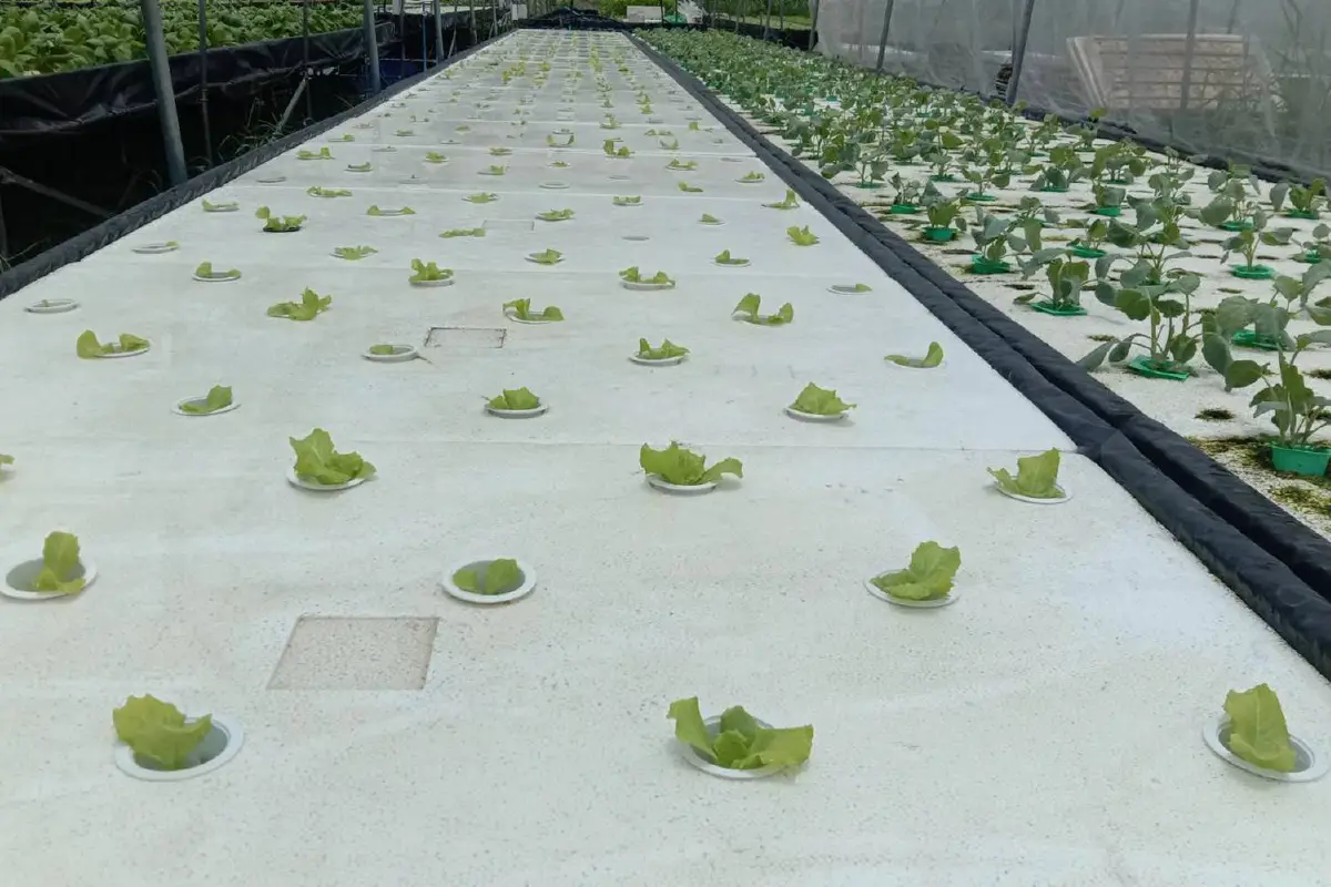 แม่ค้าส้มตำผันตัวเอง ปลูกผักไฮโดรโปนิกส์ขาย สร้างเงินแสนบาท