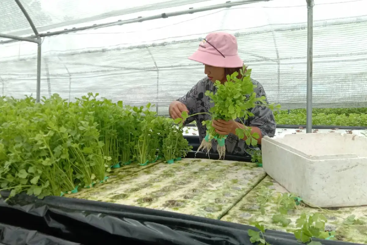 แม่ค้าส้มตำผันตัวเอง ปลูกผักไฮโดรโปนิกส์ขาย สร้างเงินแสนบาท