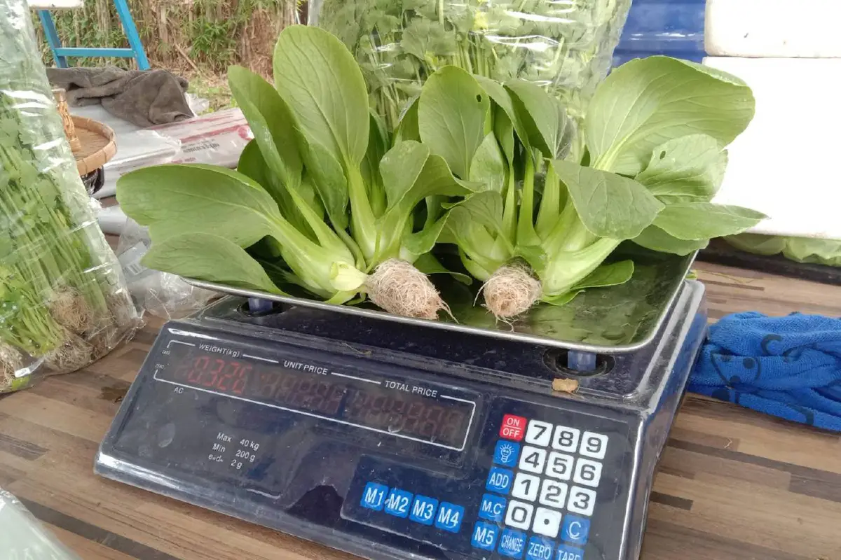 แม่ค้าส้มตำผันตัวเอง ปลูกผักไฮโดรโปนิกส์ขาย สร้างเงินแสนบาท