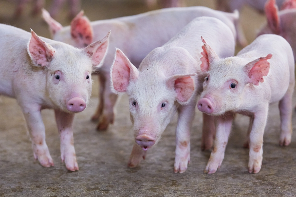 ไทยฟู้ดส์ กรุ๊ป ไตรมาส 1/65 กำไรพุ่ง 38.84% เหตุราคาหมูไก่ราคาดี