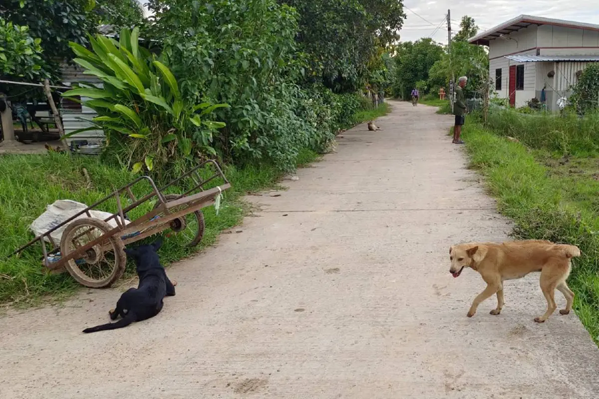 จบดราม่า สุนัขไล่กัดคนกว่า30ราย ยอมให้เลี้ยงแค่2ตัว