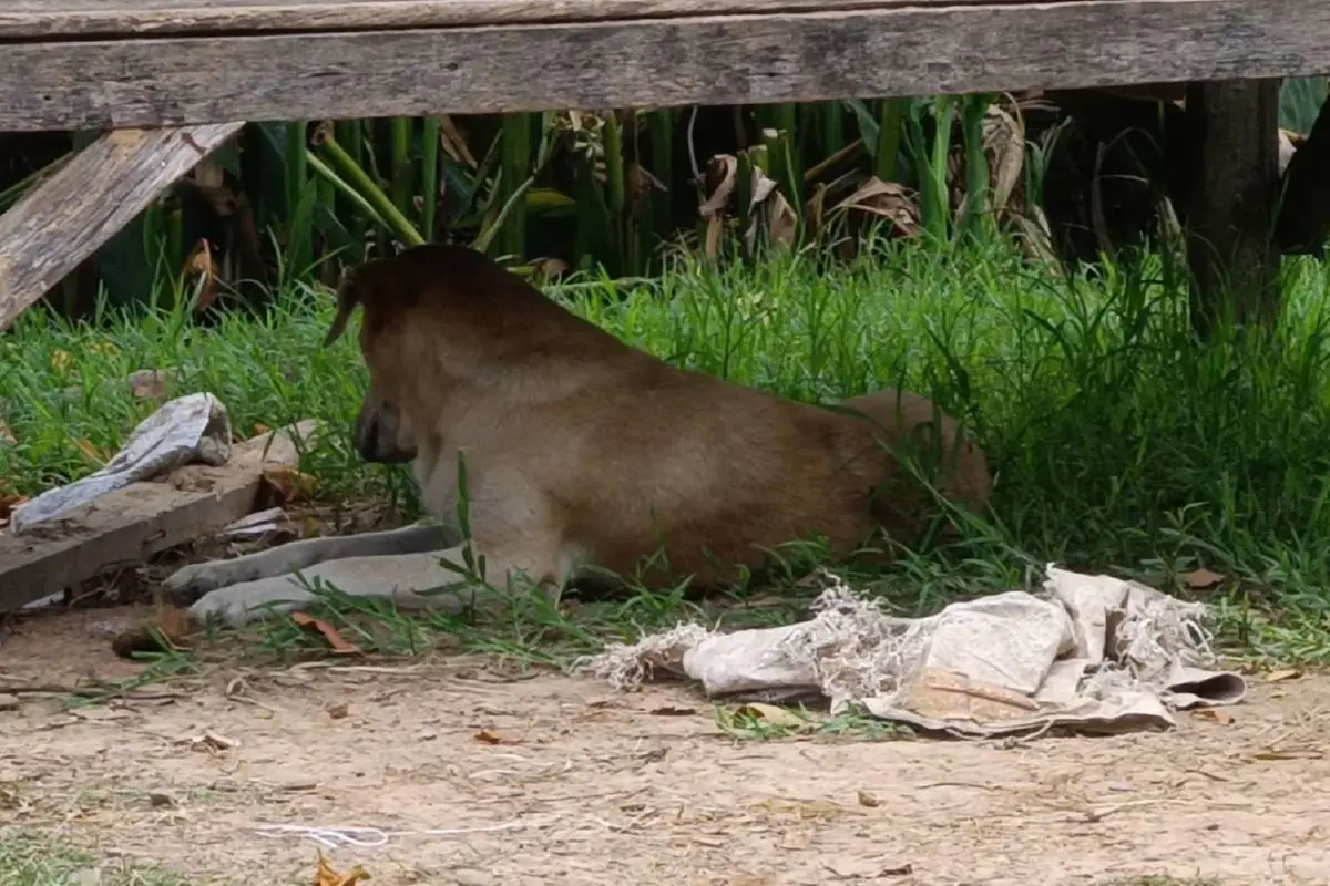 จบดราม่า สุนัขไล่กัดคนกว่า30ราย ยอมให้เลี้ยงแค่2ตัว