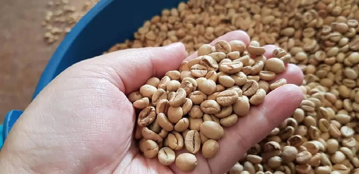 สศท.8 โชว์ “กลุ่มกาแฟบ้านถ้ำสิงห์” จ.ชุมพร สร้างกำไรปีละ 21 ล้านบาท