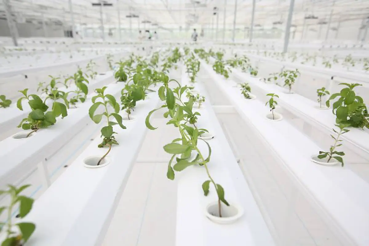 ปตท.-เด็นโซ่ เปิดโรงเรือนพืชสมุนไพร หญ้าหวาน-กระชายดำ หนุนแบรนด์ “เนเชอรัล-เน็กซ์”