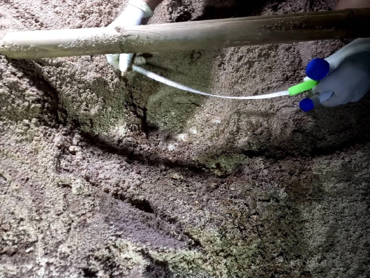 พบแม่เต่าทะเลขึ้นวางไข่หาดท้องหนันบนเกาะสมุยถี่ขึ้น