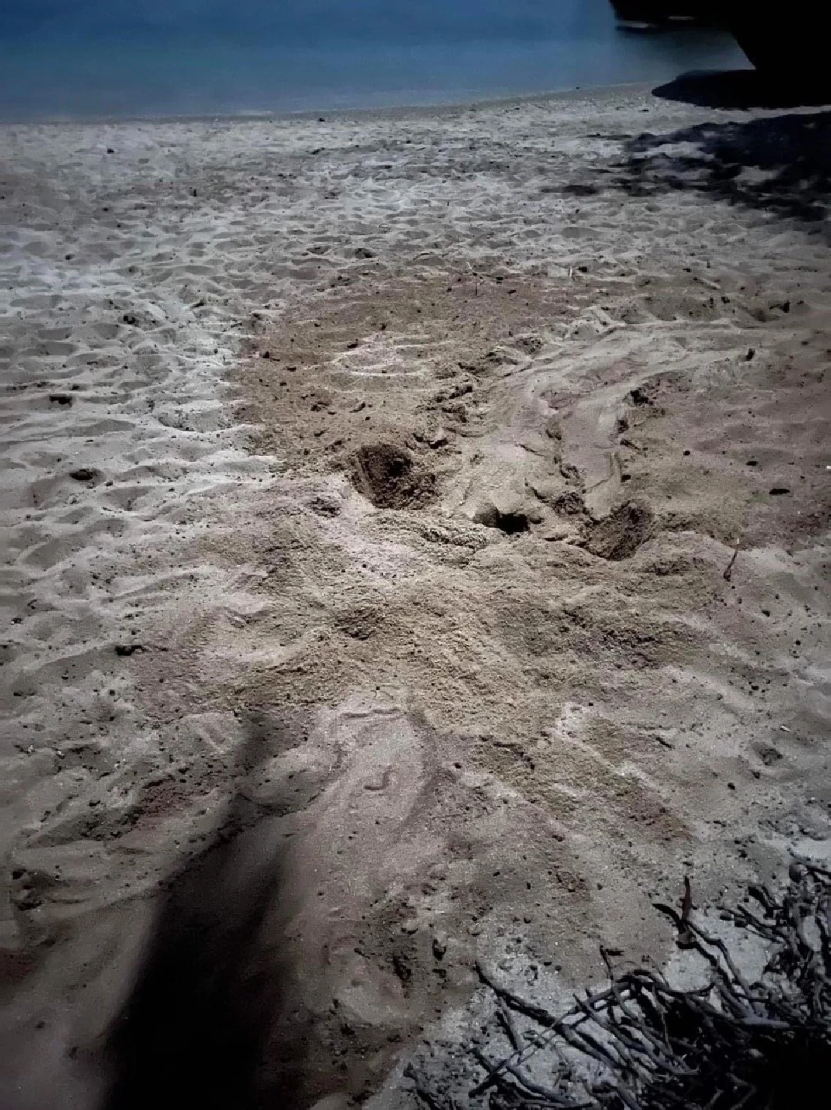 พบแม่เต่าทะเลขึ้นวางไข่หาดท้องหนันบนเกาะสมุยถี่ขึ้น