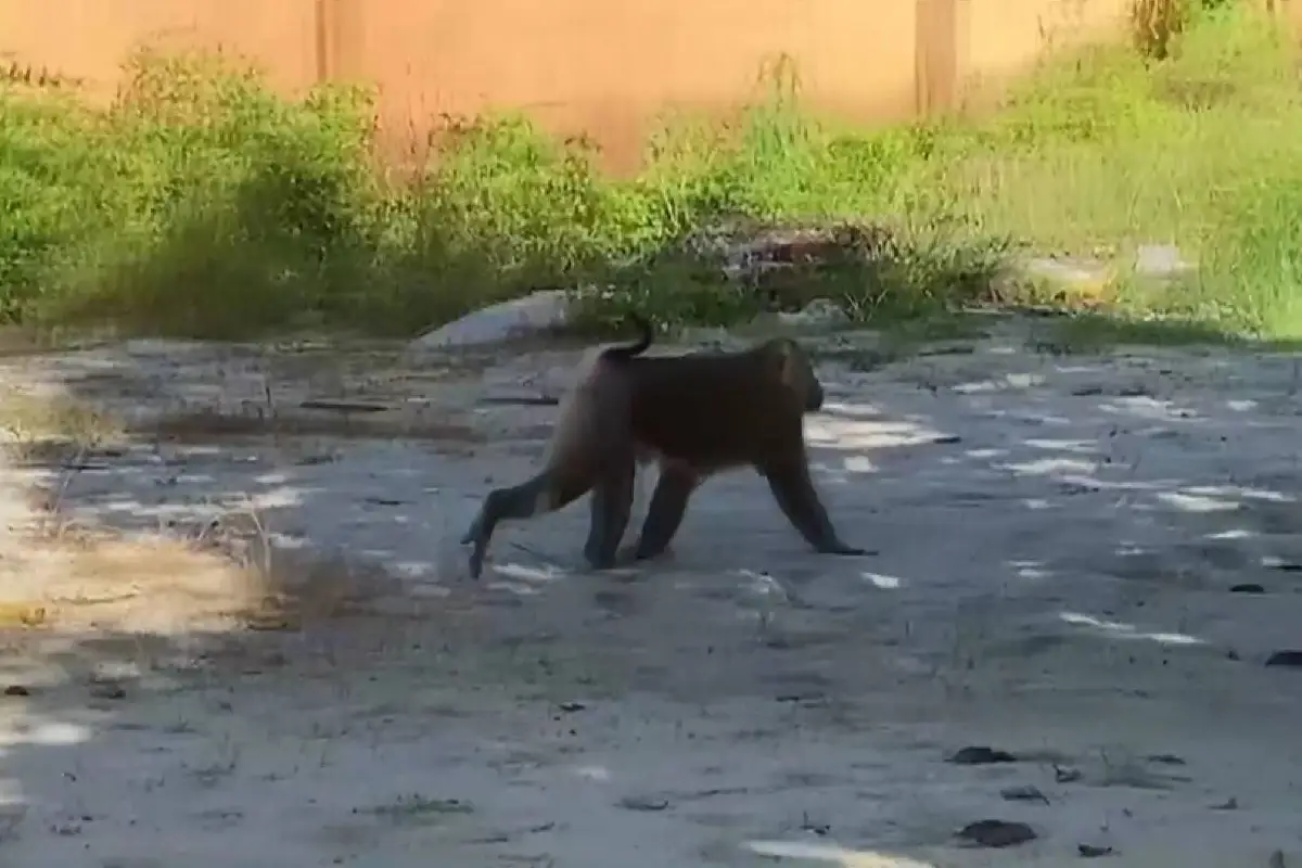 ชาวบ้านผวาลิงดุไล่กัดแผลเหวอะวอนช่วยจับกลัวเด็กได้รับอันตราย