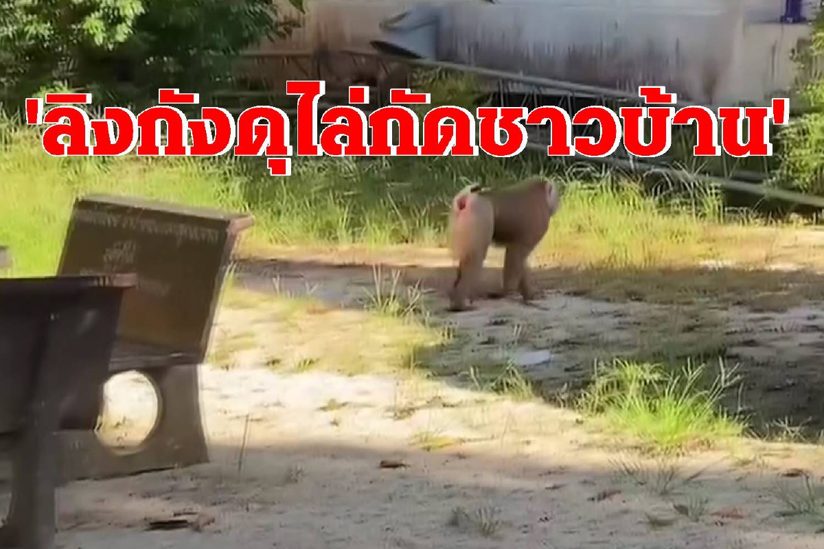 ชาวบ้านผวาลิงดุไล่กัดแผลเหวอะวอนช่วยจับกลัวเด็กได้รับอันตราย ชาวบ้านผวาลิงดุไล่กัดแผลเหวอะวอนช่วยจับกลัวเด็กได้รับอันตราย