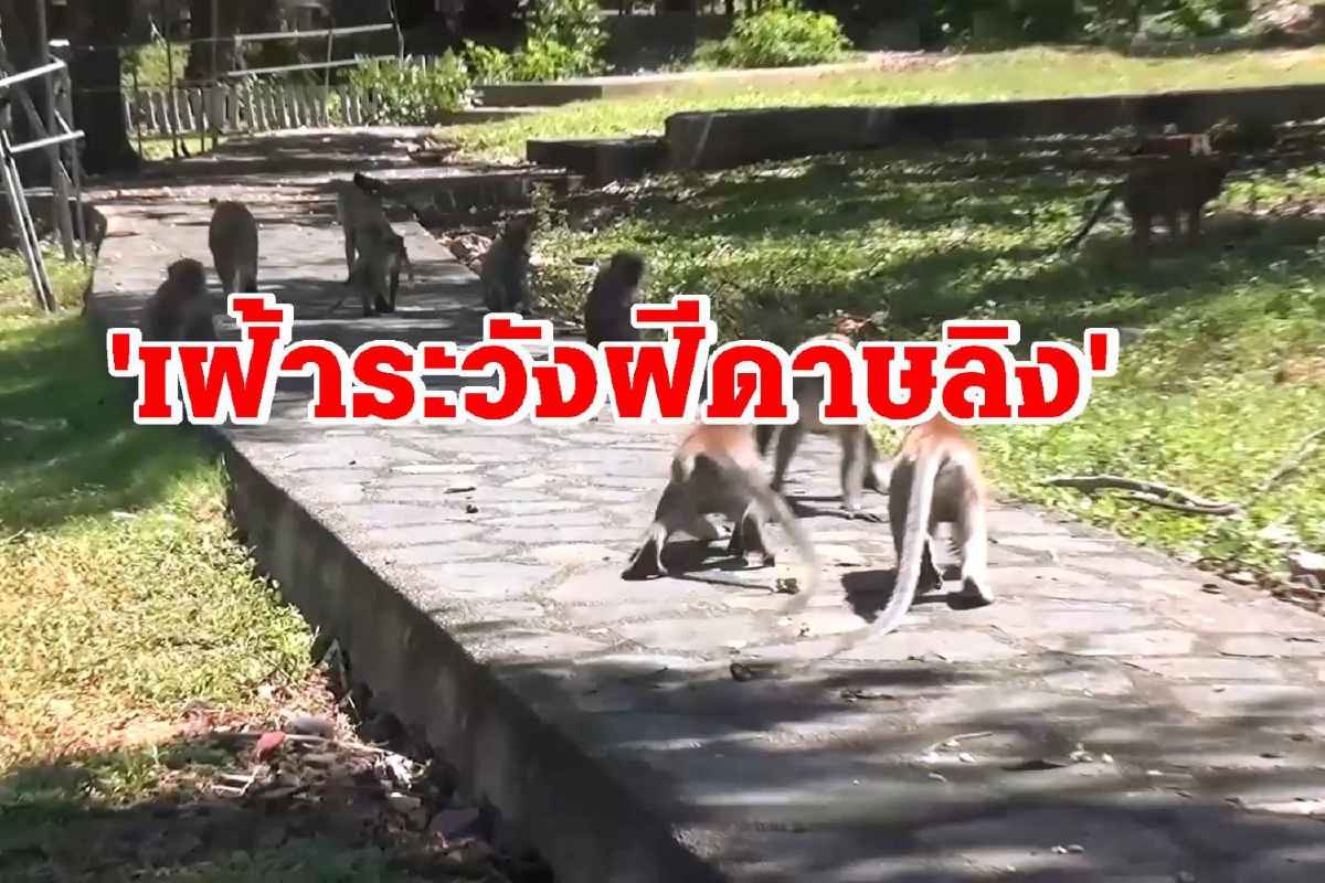 เทศบาลนครสงขลาทำความสะอาดเขาน้อย-เขาตังกวนป้องกันโรคฝีดาษลิง เทศบาลนครสงขลาทำความสะอาดเขาน้อย-เขาตังกวนป้องกันโรคฝีดาษลิง
