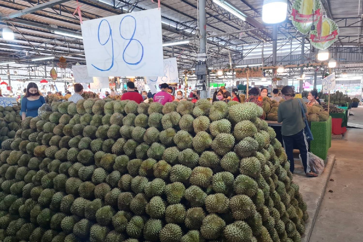 สวนกระแสน้ำมันแพง ทุเรียนหมอนทอง กก.ละ 98 บาท สวนกระแสน้ำมันแพง ทุเรียนหมอนทอง กก.ละ 98 บาท