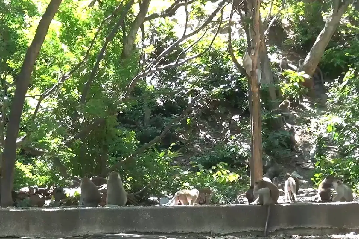 เทศบาลนครสงขลาทำความสะอาดเขาน้อย-เขาตังกวนป้องกันโรคฝีดาษลิง