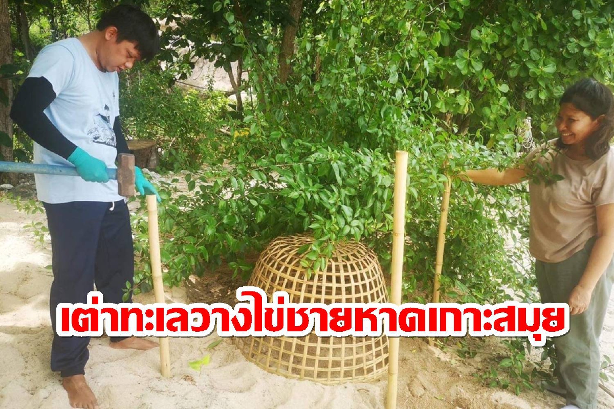 ข่าวดี!พบแม่เต่าทะเลขึ้นวางไข่บนชายหาดเกาะสมุยเป็นรังที่ 4 ข่าวดี!พบแม่เต่าทะเลขึ้นวางไข่บนชายหาดเกาะสมุยเป็นรังที่ 4