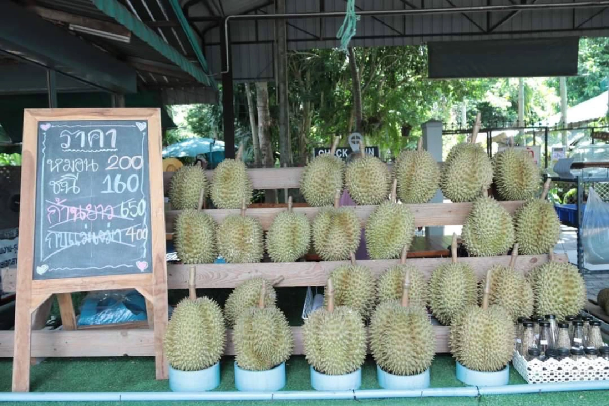 นอภ.ชวนเที่ยวชิมทุเรียน"สวนลุงเสริฐ"ของดีศรีราชา