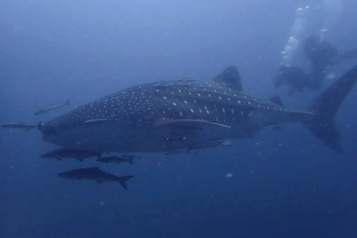 ฉลามวาฬใหญ่โผล่ต้อนรับข้างเรือ นักท่องเที่ยวดำน้ำเกาะเต่า