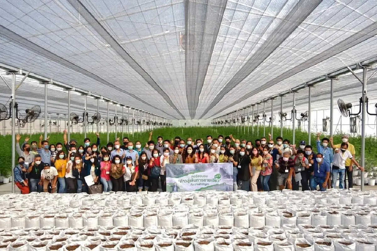 ชวนเที่ยวเทศกาลดอกกัญชงกัญชาบานวิหารแดง สระบุรี