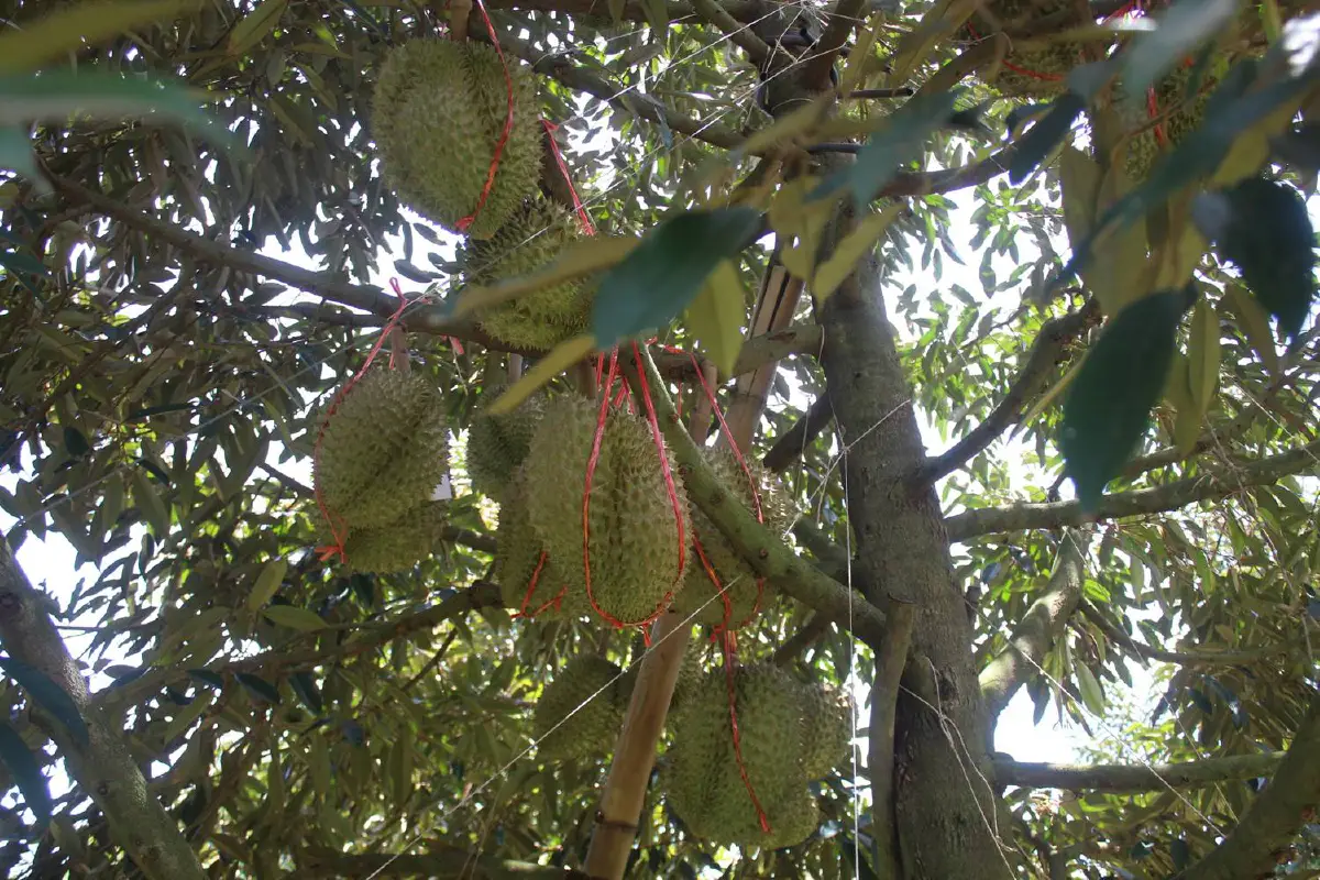 ผุดแคมเปญ"เราตัดแก่เพราะแคร์คุณ"การันตีทุเรียนครบุรีมีคุณภาพ