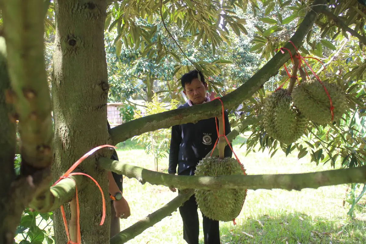 ผุดแคมเปญ"เราตัดแก่เพราะแคร์คุณ"การันตีทุเรียนครบุรีมีคุณภาพ