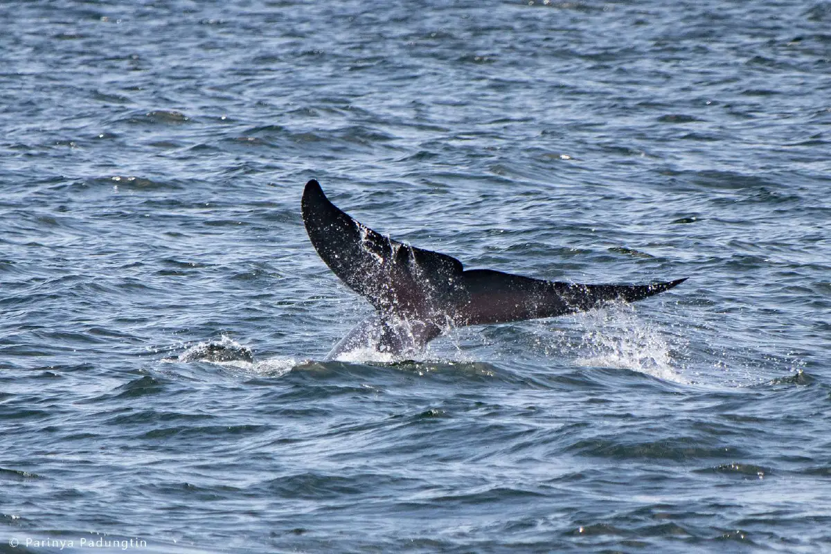 ฮือฮาแห่จองทริปนั่งเรือยอชต์ดู"วาฬบรูด้า"ทะเลแม่กลองล้น