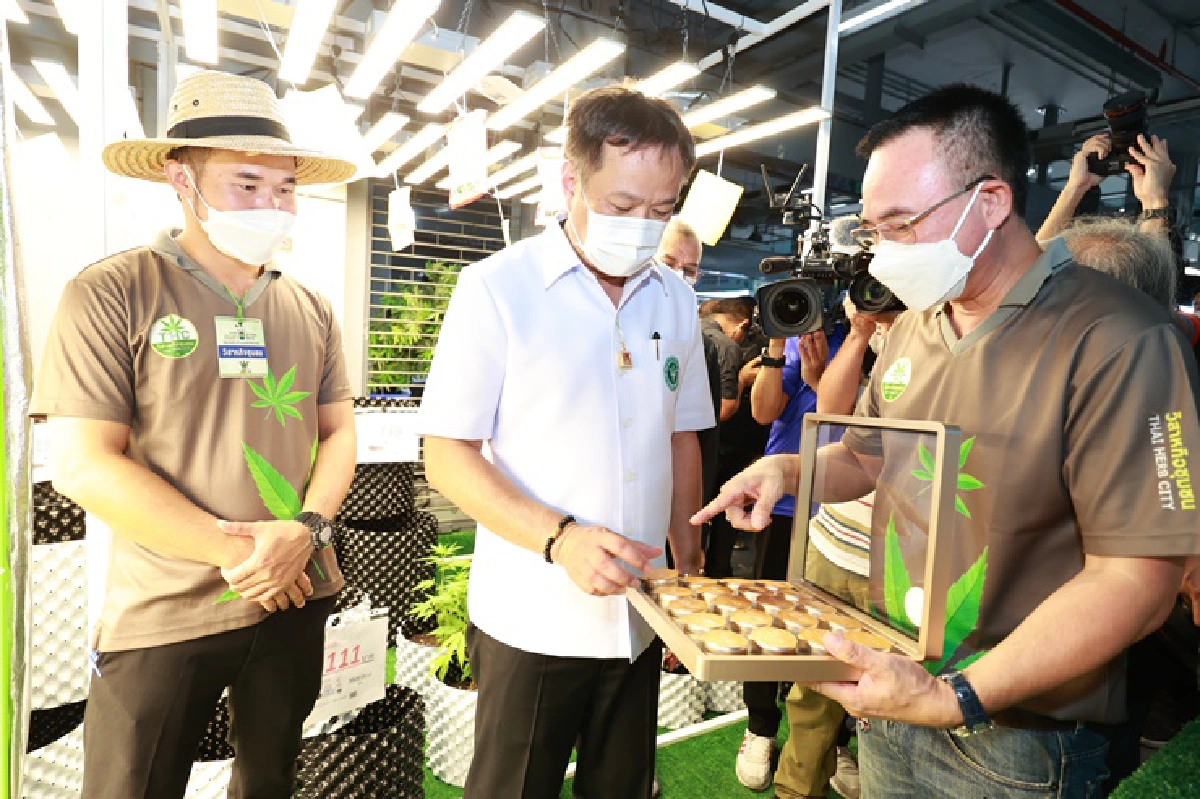 กัญชา 360 องศา บุรีรัมย์ คึกคัก คนแห่ร่วมงานเกือบแสน เงินสะพัด 10ล้าน