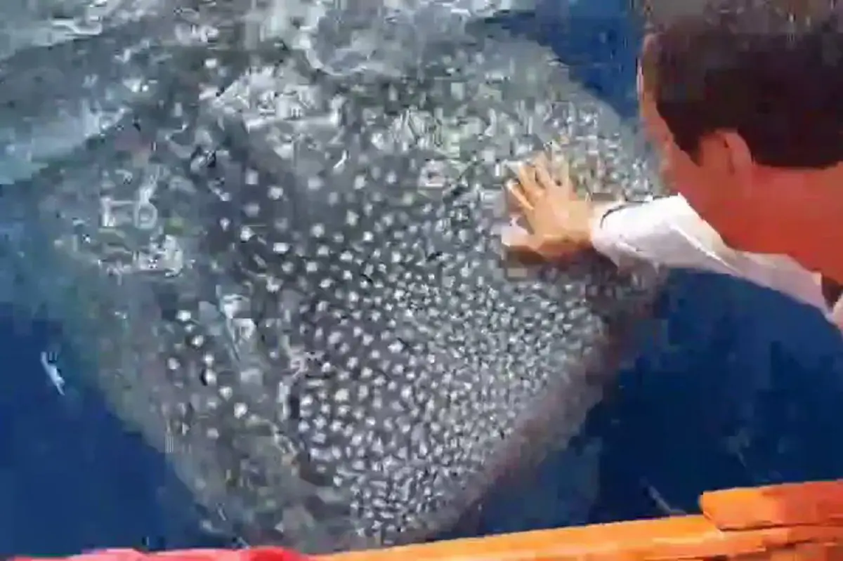 ฉลามวาฬโผล่ทะเลหัวไทยกลางอ่าวไทยหยอกล้อนักตกปลา