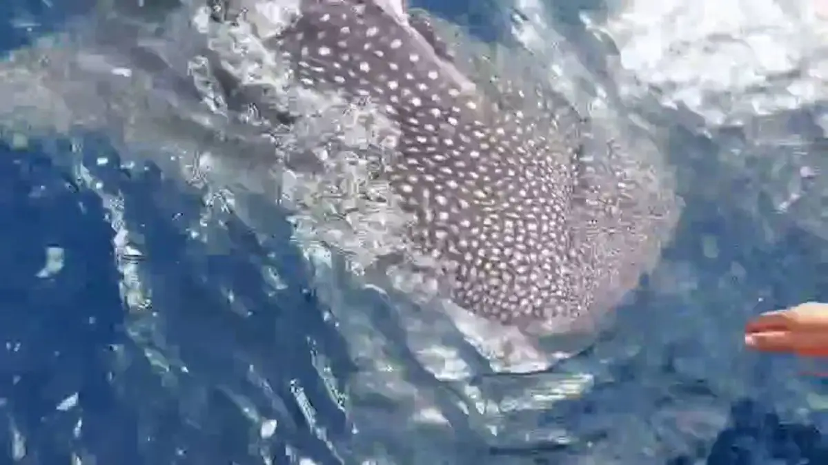 ฉลามวาฬโผล่ทะเลหัวไทยกลางอ่าวไทยหยอกล้อนักตกปลา