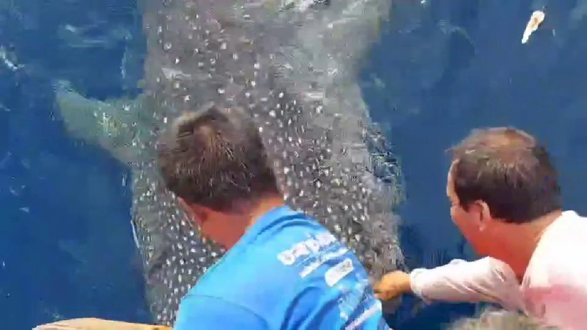 ฉลามวาฬโผล่ทะเลหัวไทยกลางอ่าวไทยหยอกล้อนักตกปลา