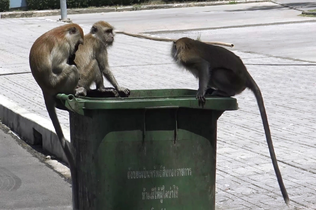 “ฝูงลิง”เขาน้อยอพยพหากินชายหาดแหลมสมิหลา เดือดร้อนร้านอาหาร-นักท่องเที่ยว