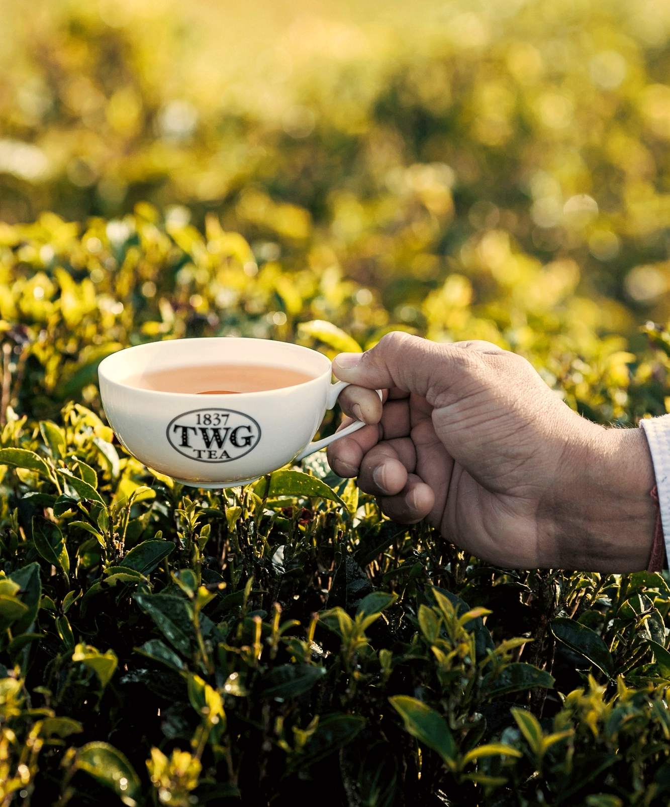 2022 Darjeeling First Flush ชาชั้นดีแห่งปีที่เปี่ยมล้นด้วยอรรถรส