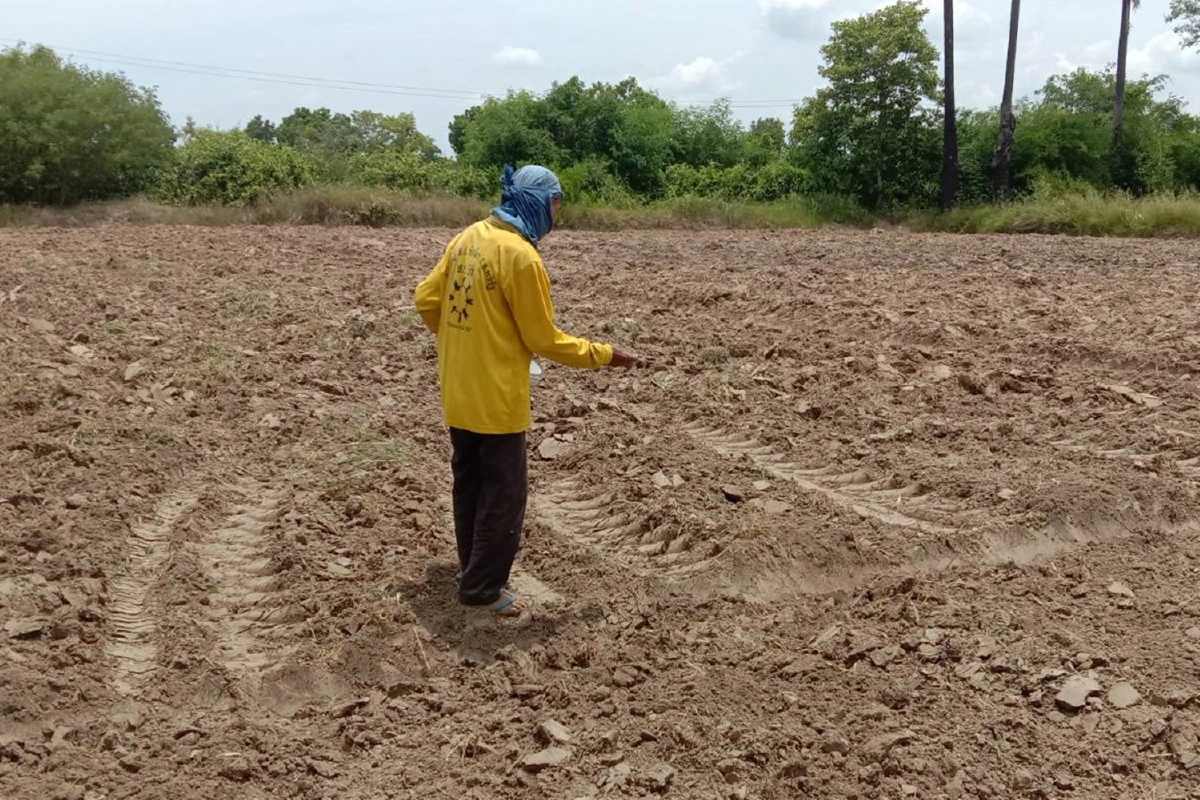 ชาวนาระทม น้ำมันแพง ต้องหว่านข้าวเอง