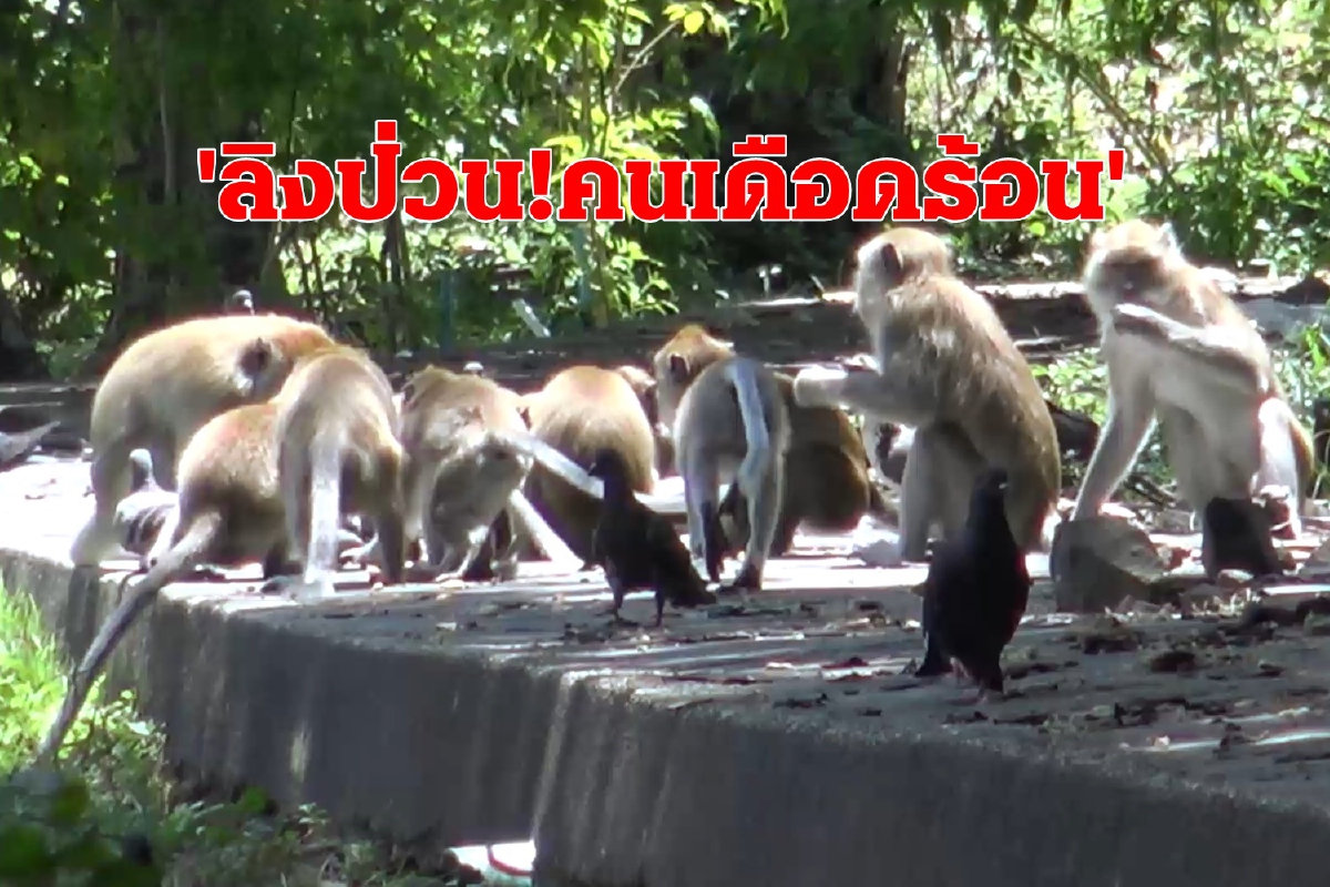 “ฝูงลิง”เขาน้อยอพยพหากินชายหาดแหลมสมิหลา เดือดร้อนร้านอาหาร-นักท่องเที่ยว “ฝูงลิง”เขาน้อยอพยพหากินชายหาดแหลมสมิหลา เดือดร้อนร้านอาหาร-นักท่องเที่ยว