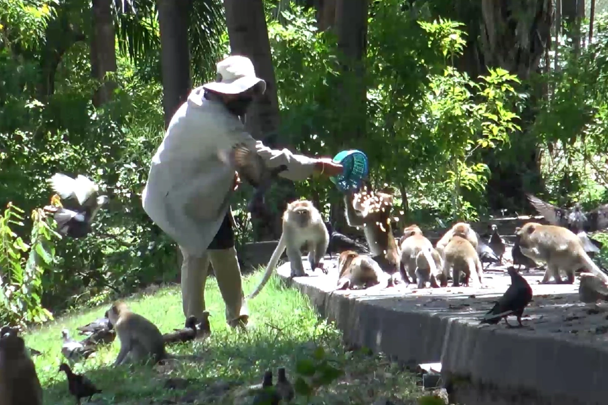 “ฝูงลิง”เขาน้อยอพยพหากินชายหาดแหลมสมิหลา เดือดร้อนร้านอาหาร-นักท่องเที่ยว