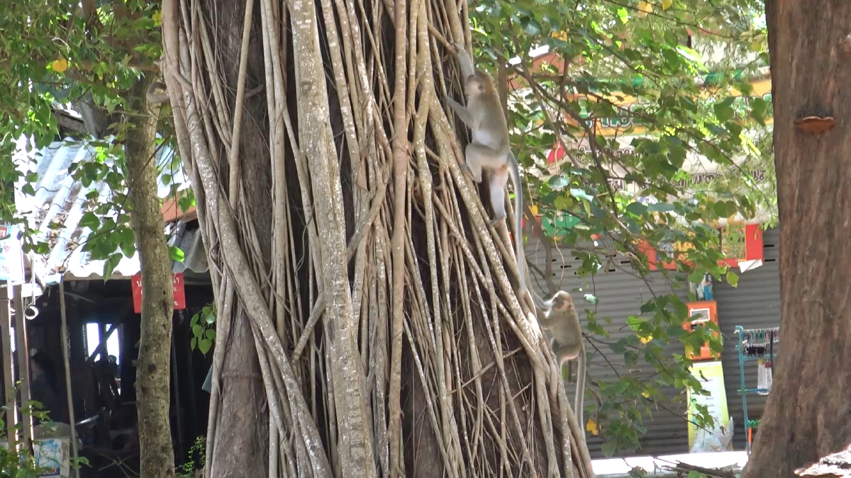 “ฝูงลิง”เขาน้อยอพยพหากินชายหาดแหลมสมิหลา เดือดร้อนร้านอาหาร-นักท่องเที่ยว